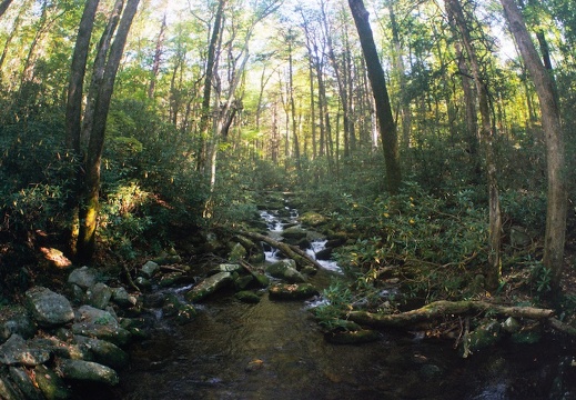 Lower Mt. Cammerer Trail